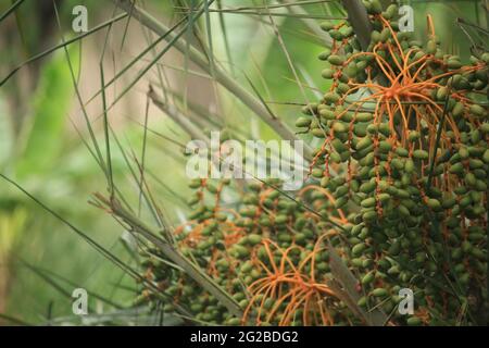 Green raw dates.  Pictures were taken directly from the tree. Stock Photo