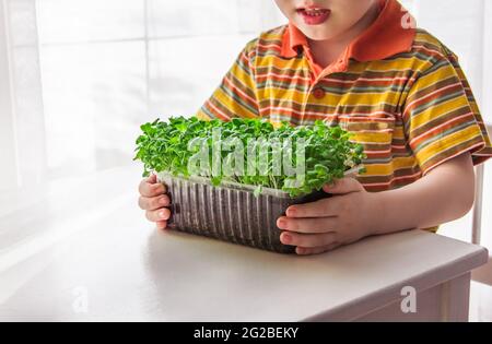 A blonde little boy is watching the growth of microgreens. Little gardener, gardening and planting concept Stock Photo