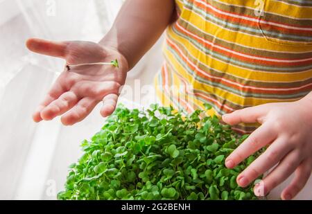 A small boy holds a sprout of micro green plants in the palm of his hand. Little gardener, landscaping and planting concept Stock Photo