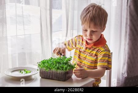 A little boy cuts micro green plants with scissors. Little gardener, the concept of natural vitamin nutrition, home garden Stock Photo