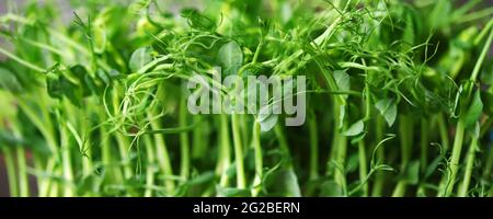 Microgreen grows in a pot. Young sprouts of peas. Super food. Vitamins and minerals. Stock Photo