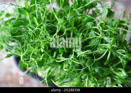 Micro greens in a pot. Sprouts of green peas. Super food. Stock Photo