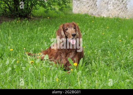 Red Irish Setter on the spring lawn Stock Photo