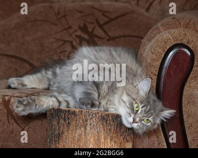 Wonderful cat is playing in the house Stock Photo