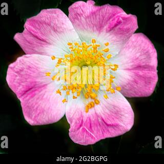 single pink dog rose in bloom isolated on a black background Stock Photo