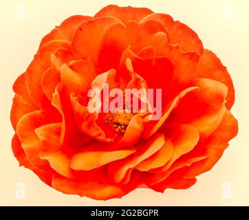 single red rose in bloom isolated on a cream background. Stock Photo
