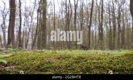 Moss forest. Close-up of a fallen tree trunk in the forest. Dead tree in the forest covered with green moss. Mountain forest with trees. Warm sun rays Stock Photo