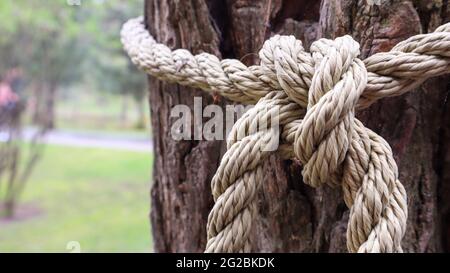 A brown rope knotted securely to a sturdy tree trunk. Close-up of the knot. Rope around the tree trunk. Wonderful natural environment. Close-up climbi Stock Photo
