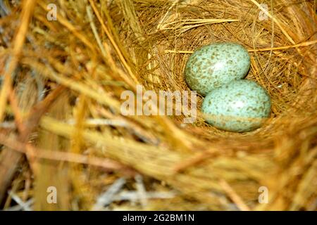 Close up of two small crow eggs in a bird nest made of rice hay, straw, selective focusing Stock Photo