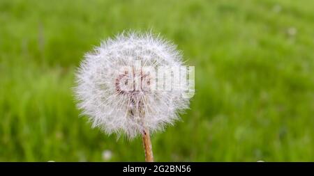 Close-up of white dandelion flower on blurred green grass background. Fluffy white seeds. Floral flower. Copy space Stock Photo