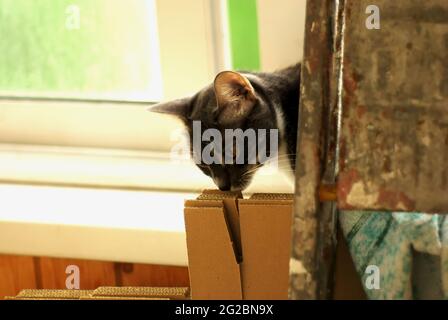 a cat sits behind a folding ladder, against the background of a window Stock Photo