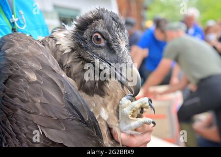 10 June 2021, Bavaria, Ramsau Bei Berchtesgaden: The female bearded vulture 'Wally' waits to be placed in a transport crate before being taken to the Knittlhorn. More than 140 years after the extinction of bearded vultures in Germany, two young specimens from Spanish breeding are to be released into the wild for the first time as part of a project by the Bavarian nature conservation association LBV in Berchtesgaden National Park. Photo: Peter Kneffel/dpa Stock Photo