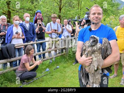 10 June 2021, Bavaria, Ramsau Bei Berchtesgaden: The female bearded vulture 'Bavaria' is shown to the fence guests by Toni Wegscheider, Landesbund für Vogelschutz LBV, before being transported to the Knittelhorn. More than 140 years after the extinction of the bearded vulture in Germany, two young specimens from Spanish breeding are to be released into the wild for the first time as part of a project of the Bavarian nature conservation association LBV in the Berchtesgaden National Park. Photo: Peter Kneffel/dpa Stock Photo