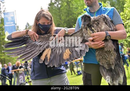10 June 2021, Bavaria, Ramsau Bei Berchtesgaden: Franziska Lörcher shows the marked feathers on female bearded vulture 'Wally' before she is transported to the Knittelhorn. More than 140 years after the extinction of bearded vultures in Germany, two young specimens from Spanish breeding are to be released into the wild for the first time in the Berchtesgaden National Park as part of a project by the Bavarian nature conservation association LBV. Photo: Peter Kneffel/dpa Stock Photo