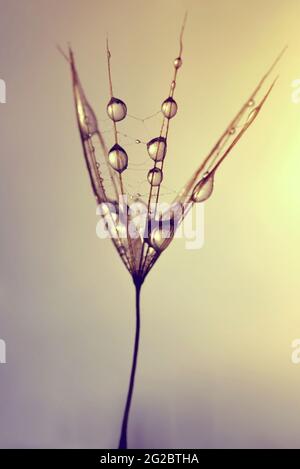 Dew drops on a dandelion seed close up. Stock Photo