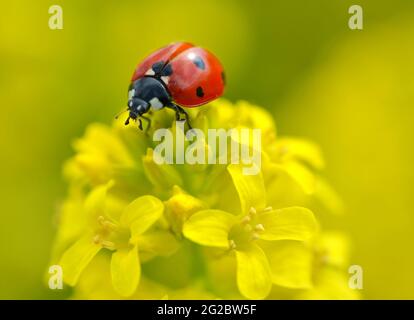 Ladybug on a yellow flower Barbarea vulgaris. Spring season. Stock Photo