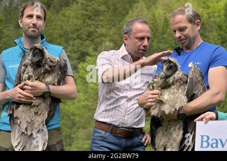 10 June 2021, Bavaria, Ramsau Bei Berchtesgaden: Thorsten Glauber (Freie Wähler, M), State Minister for the Environment and Consumer Protection, stands between the two female bearded vultures 'Wally' (l) and 'Bavaria' (r) before they are transported to the Knittelhorn. More than 140 years after the extinction of the bearded vulture in Germany, two young specimens from Spanish breeding are to be released into the wild for the first time as part of a project of the Bavarian nature conservation association LBV in the Berchtesgaden National Park. On the left are Jochen Grab from the Berchtesgaden Stock Photo