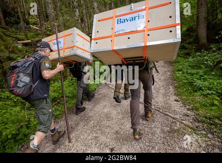 10 June 2021, Bavaria, Ramsau Bei Berchtesgaden: The two bearded vultures are carried up to the Knittelhorn in two wooden crates. More than 140 years after the extinction of the bearded vulture in Germany, two young specimens from Spanish breeding are to be released into the wild for the first time as part of a project of the Bavarian bird protection association LBV in Berchtesgaden National Park. Photo: Peter Kneffel/dpa Stock Photo