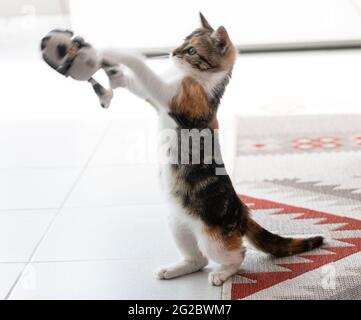 Little 7 weeks kitten playing with the toy. Selective focus to eyes. Small 3 colors kitten at home. Playing cat Stock Photo