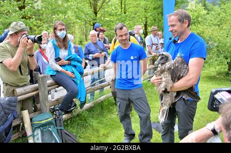 10 June 2021, Bavaria, Ramsau Bei Berchtesgaden: The female bearded vulture 'Bavaria' is shown to the fence guests by Toni Wegscheider, Landesbund für Vogelschutz LBV, before being transported to the Knittelhorn. More than 140 years after the extinction of the bearded vulture in Germany, two young specimens from Spanish breeding are to be released into the wild for the first time as part of a project of the Bavarian Society for the Protection of Birds (LBV) in the Berchtesgaden National Park. Photo: Peter Kneffel/dpa Stock Photo