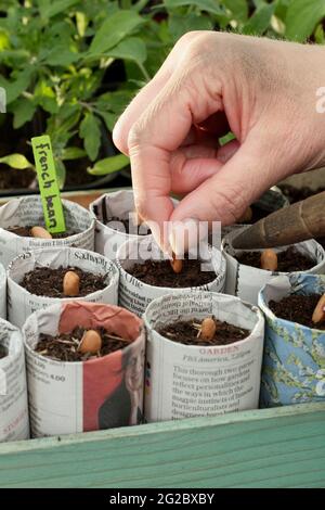 Sowing French beans in paper pots. Woman sowing 'Violet Podded' climbing French beans - Phaseolus vulgaris - in plant pots fashioned newspapers. UK Stock Photo