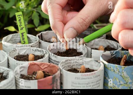 Sowing French beans in paper pots. Woman sowing 'Violet Podded' climbing French beans - Phaseolus vulgaris - in plant pots fashioned newspapers. UK Stock Photo
