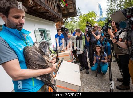 10 June 2021, Bavaria, Ramsau Bei Berchtesgaden: Jochen Grab from Berchtesgaden National Park holds female bearded vulture 'Wally' before she is transported to Knittelhorn. More than 140 years after the extinction of bearded vultures in Germany, two young specimens from Spanish breeding are to be released into the wild for the first time in Berchtesgaden National Park as part of a project by the Bavarian bird protection association LBV. Photo: Peter Kneffel/dpa Stock Photo