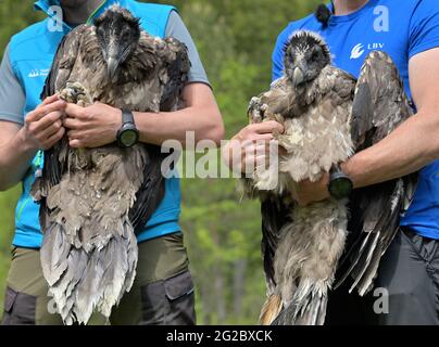 10 June 2021, Bavaria, Ramsau Bei Berchtesgaden: The female bearded vulture 'Wally' (l) and 'Bavaria' (r) are shown before they are transported to the Knittelhorn. More than 140 years after the extinction of bearded vultures in Germany, two young specimens from Spanish breeding are to be released into the wild for the first time as part of a project by the Bavarian bird protection association LBV in Berchtesgaden National Park. Photo: Peter Kneffel/dpa Stock Photo