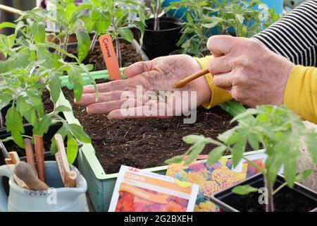 Sowing cosmos seeds into a tray. Sowing Cosmos sulphureus 'Polidor' flower seeds into a tray by gently tapping the hand to aid even seed spacing. UK Stock Photo