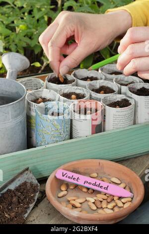 Sowing French beans in paper pots. Woman sowing 'Violet Podded' climbing French beans - Phaseolus vulgaris - in plant pots fashioned newspapers. UK Stock Photo