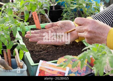 Sowing cosmos seeds into a tray. Sowing Cosmos sulphureus 'Polidor' flower seeds into a tray by gently tapping the hand to aid even seed spacing. UK Stock Photo