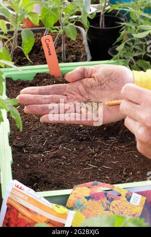 Sowing cosmos seeds into a tray. Sowing Cosmos sulphureus 'Polidor' flower seeds into a tray by gently tapping the hand to aid even seed spacing. UK Stock Photo