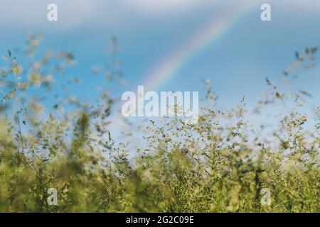 Green Grass Meadow Landscape In Summer Cloudy Day. Scenic Sky With Fluffy Clouds And Rainbow After Rain On Horizon Stock Photo