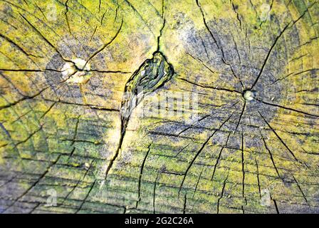 Old double centre tree sawn stump with cracks from center, green moss texture, top view Stock Photo