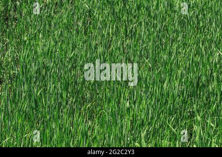 Green grass on the field as a background Stock Photo