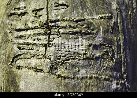 Old  tree  stump with cracks, termit traces, green moss texture, top view Stock Photo
