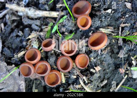 Sarcoscypha coccinea (scarlet elf cup or the scarlet cup) growing in wet soil, top view Stock Photo