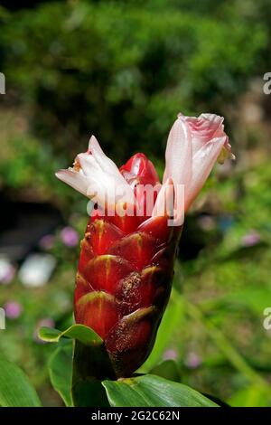 Crepe ginger flower (Costus spiralis) on garden Stock Photo