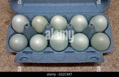 Ten blue chicken eggs on cardboard box Stock Photo