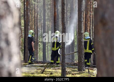 09 June 2021, Brandenburg, Wünsdorf: Comrades of the volunteer fire brigade extinguish the last pockets of embers in a small fire in a pine forest near Wünsdorf. With the rising temperatures, the danger of forest fires has increased in Brandenburg. Photo: Patrick Pleul/dpa-Zentralbild/ZB Stock Photo