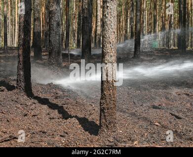09 June 2021, Brandenburg, Wünsdorf: Comrades of the volunteer fire brigade extinguish the last pockets of embers in a small fire in a pine forest near Wünsdorf. With the rising temperatures, the danger of forest fires has increased in Brandenburg. Photo: Patrick Pleul/dpa-Zentralbild/ZB Stock Photo
