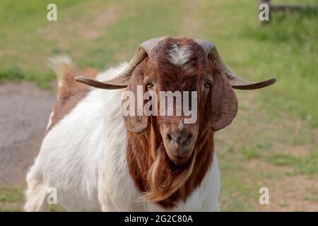 A close up portraiture of a goat with large horns near St. Maries, Idaho. Stock Photo