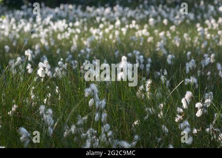 blooming common cottongrass (Eriophorum angustifolium) in wet forest  meadow Stock Photo