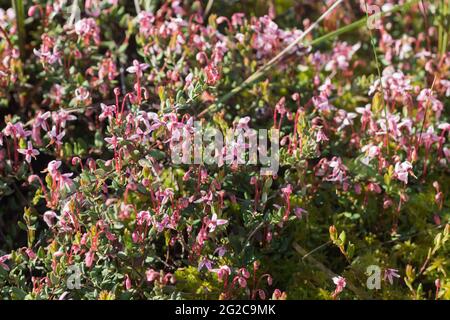 Vaccinium oxycoccos, small cranberry flowers closeup selective focus Stock Photo
