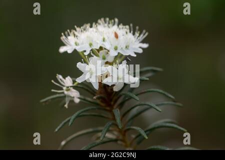Rhododendron tomentosum,  marsh Labrador tea white flower closeup selective focus Stock Photo