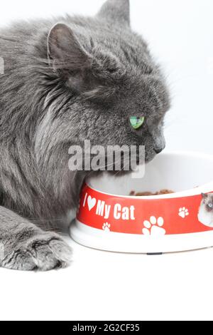 Long hair blue british female cat eating cat food from its bowl Stock Photo