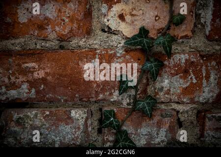 Vine plant on old brick wall Stock Photo