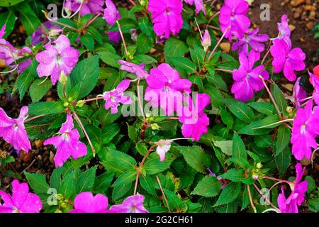 Floral background with New Guinea Impatiens flowers