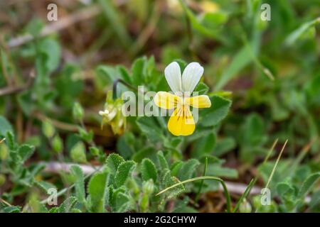 Dune aka Sand Pansy - Viola tricolor curtisii. Wildflower. Stock Photo