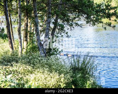 Evening sunlight on a small lake in Swindon, Wiltshire. Stock Photo